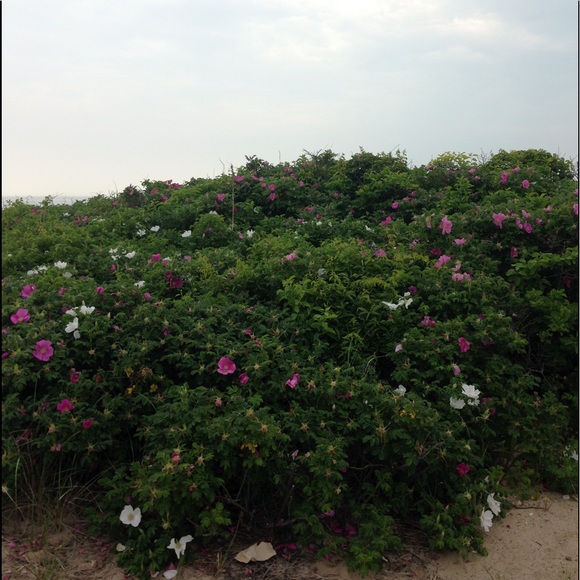 Meet your Posher, Kate - Picture 1 of 1